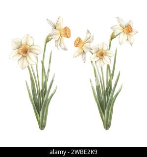 Watercolor set of delicate hand-painted daffodil flowers. Sketch on isolated background for greeting cards, invitations, banners, posters, textiles, g Stock Photo