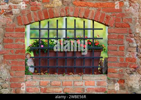 Red roses behind bars with a brick wall in Bad Radkersburg, Austria. I'ts in a hidden in a alley in the city center. In the backgrounds are green tre Stock Photo