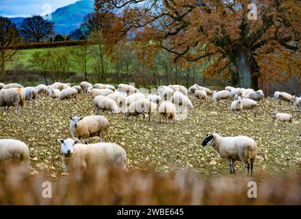 Sheep near Builth Wells, Powys, Wales feeding on roots. Stock Photo