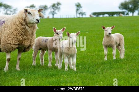 Commercial Welsh Mule with cross-bred lambs, Shropshire, UK Stock Photo