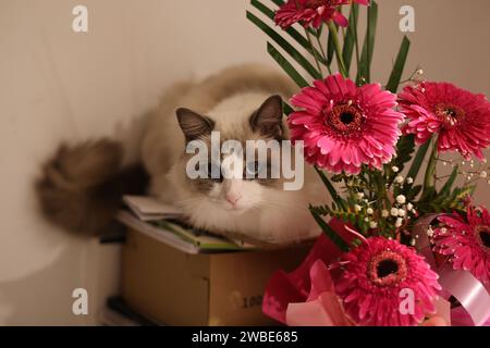 Ragdoll cat sitting beside pink gerbera flowers Stock Photo