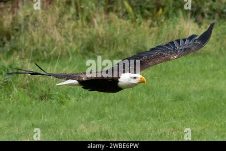 A Bald Eagle flying, Muncaster Castle, Ravenglass, Cumbria, UK Stock Photo
