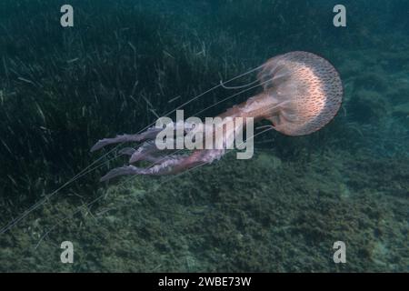 Luminescent jellyfish, Pink jellyfish, Mauve stinger, Purplestriped jelly or Purple jellyfish (Pelagia noctiluca) Stock Photo