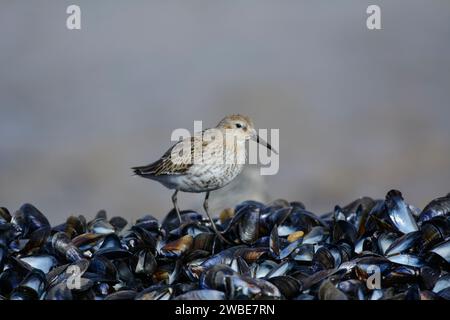 Dunlin Calidris alpina, perched on mass of mussel shells washed up on the seashore. September. Stock Photo