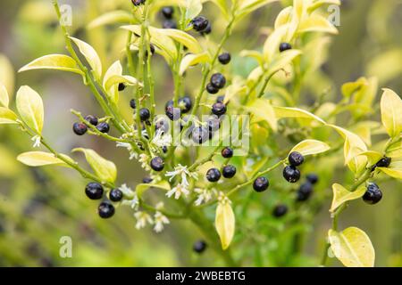 The berries and fragrant flowers of the Christmas Box plant in winter. (Sarcococca confusa - Sweet Box Sarcococca). Winter flowering evergreen shrub. Stock Photo