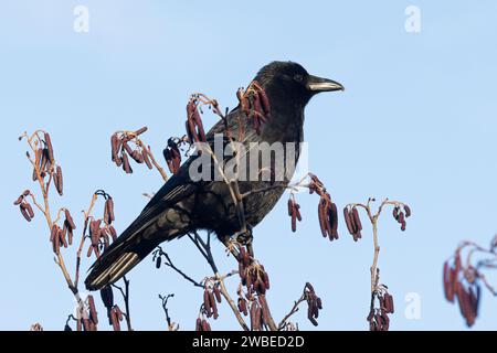 Carrion Crow (Corvus corone) Norfolk January 2024 Stock Photo