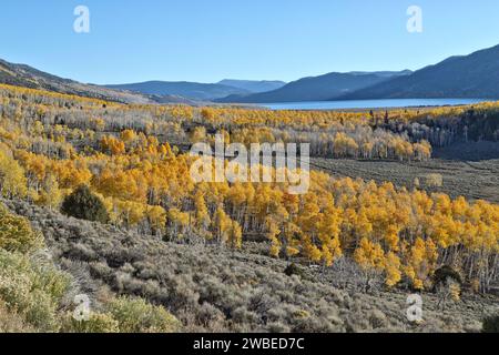 Overlooking Fish Lake 'Pando Clone', also known as Tembling Giant, morning light, mid October, at an elevation of 8848 ft., Fishlake National Forest. Stock Photo
