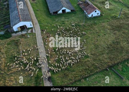 Aerial view of sheep farming. Herd of sheep grazing near farm buildings by drone Stock Photo