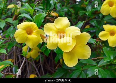 Golden trumpet or common trumpetvine flowers (Allamanda cathartica) Stock Photo