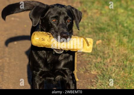 A black labrador retriever carrying a yellow gundog dummy. This dog toy is used for retrieving training. Stock Photo