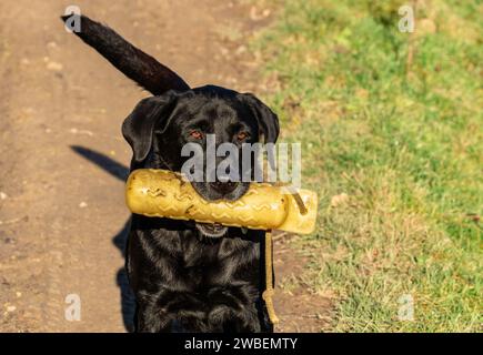 A black labrador retriever carrying a yellow gundog dummy. This dog toy is used for retrieving training. Stock Photo