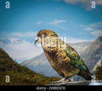 close up of New Zealand ground dwelling bird - the Kea - a native parrot set against distant mountains Stock Photo