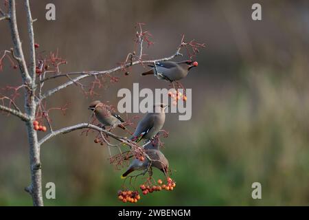 Four waxwings on a rowen tree Stock Photo