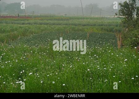 Vast field of budding Chrysanthemums, Chandramalika, Chandramallika, mums , chrysanths, genus Chrysanthemum, family Asteraceae. Winter morning at Vall Stock Photo