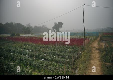 Vast field of budding Chrysanthemums,Chandramallika and various other flowers. Winter morning at Valley of flowers at Khirai, West Bengal, India. Stock Photo