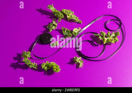 Minimal photo of Kale over plain purple vibrant vinyl backdrop in studio set up with harsh shadows Stock Photo