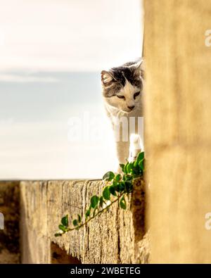 cat walking on the wall Stock Photo