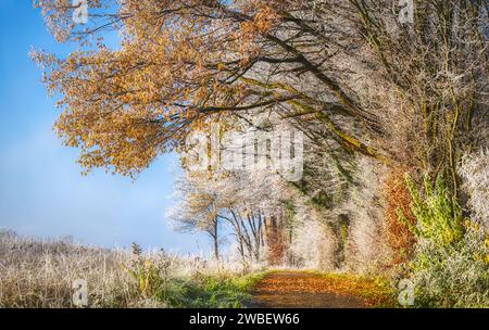 Path along the edge of a mixed forest, trees with colorful autumn leaves powdered with hoarfrost on a cold sunny morning, Rhineland-Palatinate Germany Stock Photo