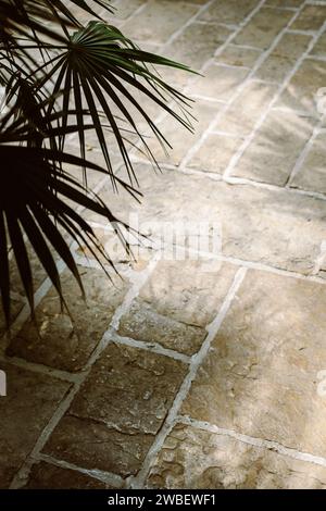 Stone Texture or Background in monochrome with palm leaves. Place for text. Stock Photo