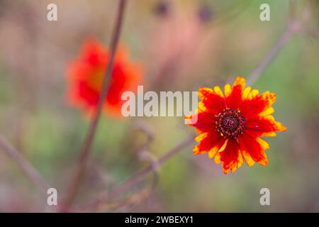 An orange and yellow flower in full bloom is featured prominently against a blurred background Stock Photo