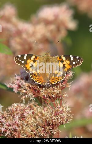 Painted lady (Vanessa cardui), on common water aster (Asteraceae), Wilnsdorf, North Rhine-Westphalia, Germany Stock Photo