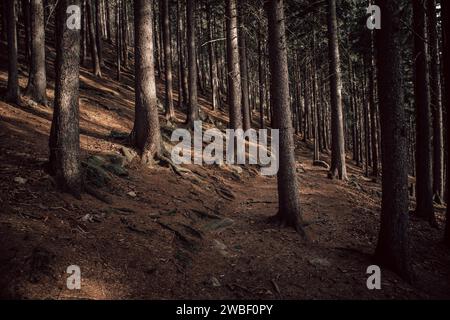 A serene forest scene with a dirt path leading through densely packed trees casting shadows Stock Photo