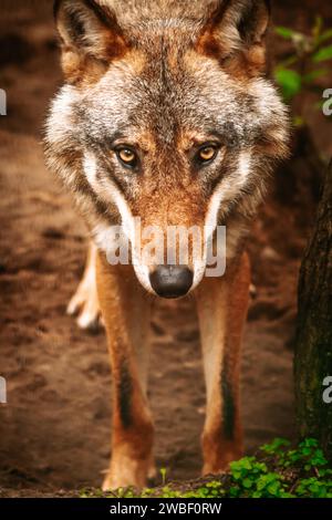 Close-up of a wolf's intense gaze in a natural forest setting Stock Photo