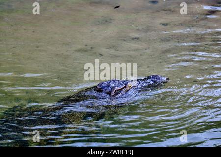 Zimbabwe, Matabeleland North province, Zambezi River, Nile crocodile (Crocodylus niloticus) Stock Photo