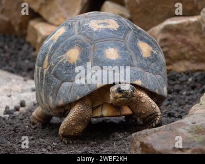 A close-up of a small, brown turtle in a grassy field, its head poking out of its shell Stock Photo