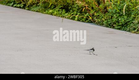 Japanese Wagtail, common in Japan, Korea, Taiwan, Eastern China, and eastern Russia, approaching a caterpillar on sidewalk next to grassy area in Stock Photo