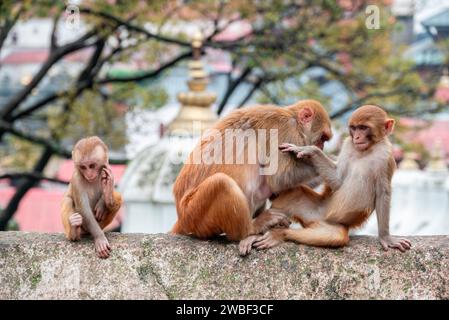 Monkeys close Pashupatinath Temple near Bagmati River that flows through the Kathmandu valley of Nepal. Hindus are cremated on the banks of the river Stock Photo