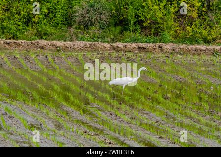 White common egret hunting for food in freshly planted rice paddy Stock Photo