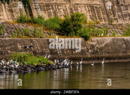 Gray heron flying over flock of egrets perched on riverbank Stock Photo