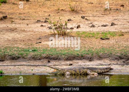 Zimbabwe, Matabeleland North, province, Hwange national park, Nile crocodile (Crocodylus niloticus) Stock Photo