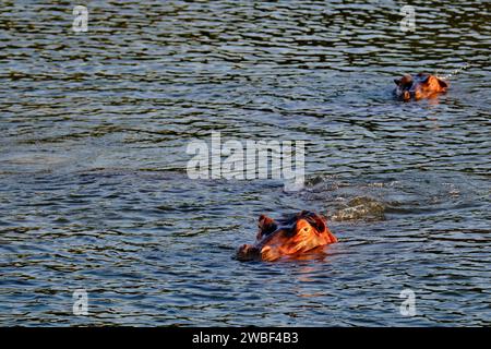 Zimbabwe, Matabeleland North province, Zambezi River, hippopotamus (Hippopotamus amphibius) Stock Photo