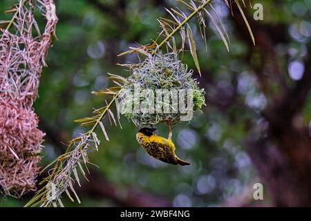 Zimbabwe, Matabeleland North province, Victoria Falls, Zambezi National Park, weaver bird Stock Photo