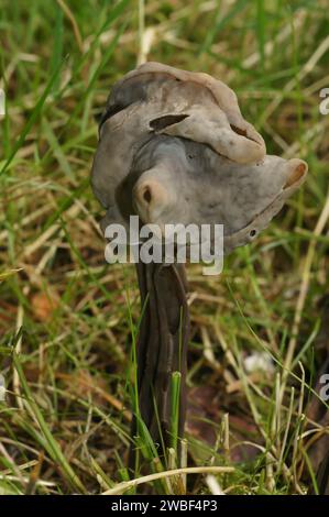 Natural vertical closeup on the slate grey saddle or fluted black elfin saddle mushroom, Helvella lacunosa Stock Photo