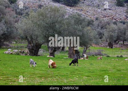 Grazing goats (caprae) under olive trees in a green meadow, Aradena Gorge, Aradena, Sfakia, Crete, Greece Stock Photo