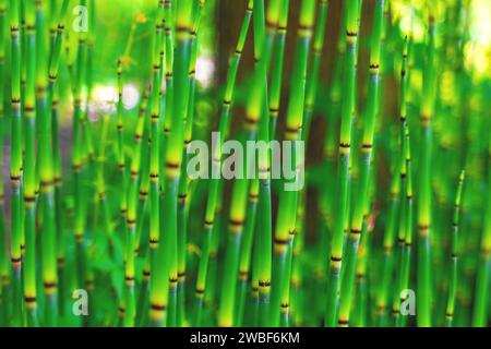 A peaceful bamboo forest with focus on green bamboo stems and blurred background, Botanical Garden, Duesseldorf, North Rhine-Westphalia, Germany Stock Photo