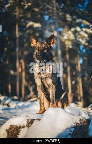 Working line German Shepherd Dog (Alsatian) in the winter Stock Photo