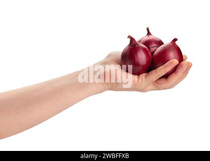 red onion in hand path isolated on white Stock Photo