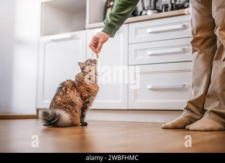 Man is feeding the cat in the kitchen Stock Photo