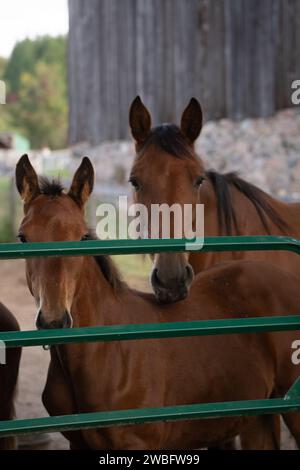 bay standardbred mare and foal  at gate in outdoor paddock green metal gate in outside pen mother and baby horse vertical equine image room for type Stock Photo