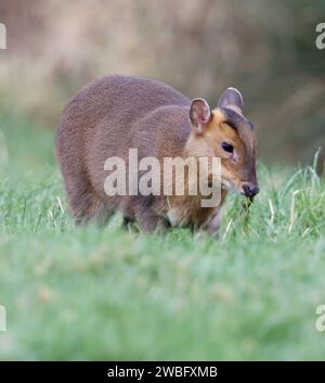 A Muntjac doe (Muntiacus reevesi) in the Cotswold Hills Gloucestershire UK Stock Photo