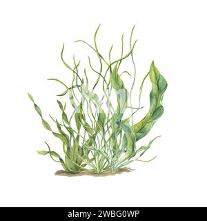 Aquarium green plants. Botanical composition with Sea grass, kelps. Algae, seaweeds. Underwater herbs. Watercolor illustration. For postcard design Stock Photo