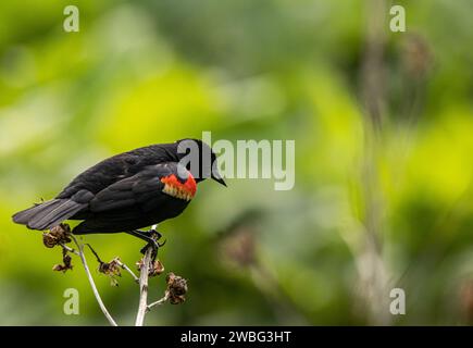 Red Winged Black Bird perched on a branch in the spring Stock Photo
