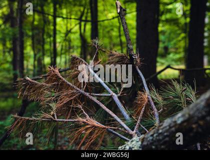 A large tree is lying on the ground in a lush forest setting, with its trunk and branches stretching out across the ground Stock Photo