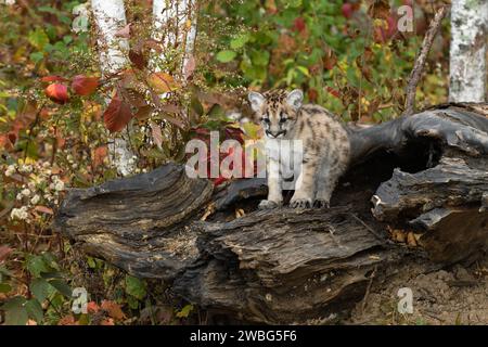 Cougar Kitten (Puma concolor) Stands Atop Log Looking Down Autumn - captive animal Stock Photo