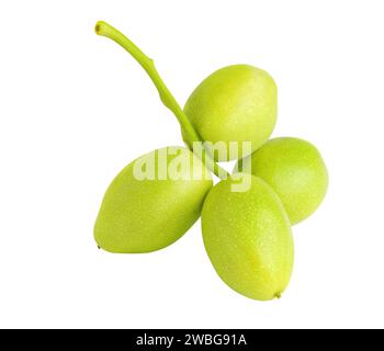 Raw walnuts hanging on a stem, isolated on white background Stock Photo
