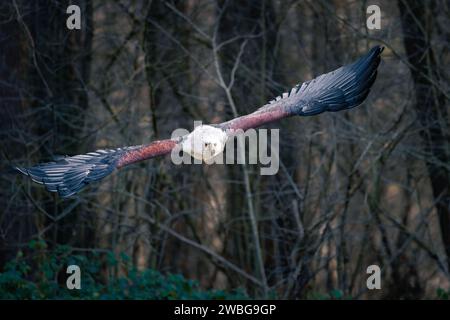 A majestic bald eagle in mid-flight against a backdrop of lush evergreen trees, with autumn leaves in the foreground Stock Photo